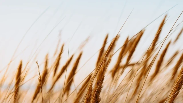 Dünengras und Schilf vor dem Horizont – Symbolbild für Neuanfang und Wachstum bei der Existenzgründung.
